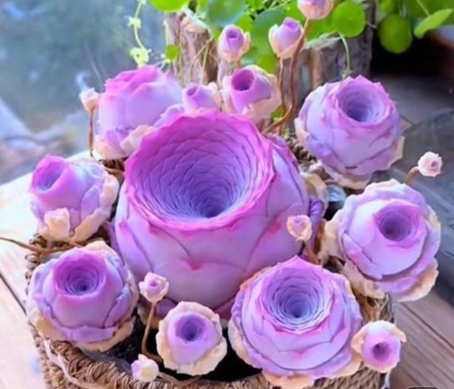 100 succulent seeds peach - succulent,