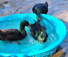 8+ Purebred Cayuga Duck Eggs -