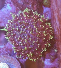 Fuzzy Mushroom Marine Coral