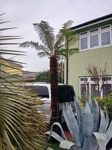 Tree fern dicksonia antarctica - dicksonia,