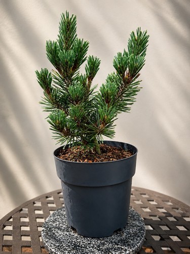 Japanese black pine pinus - japanese,