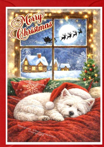 West highland white terrier - highland,