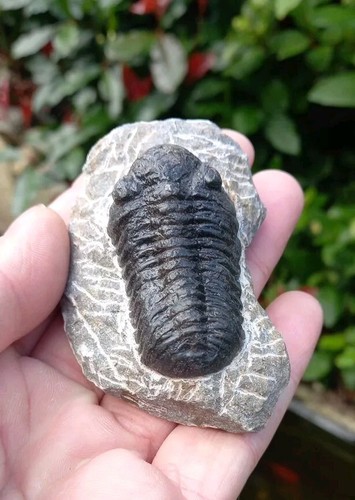 Fossil trilobite phacops - fossil,