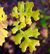 Quercus garryana (Vancouver