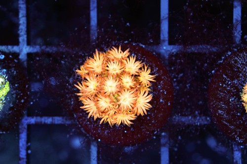 Sunburst goniopora wysiwyg - goniopora,