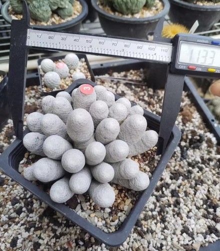 3cm multi heads - multi,