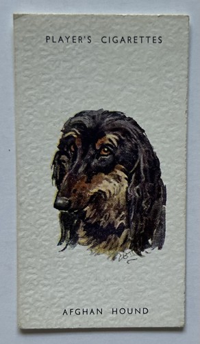 Player dogs heads - player’s,