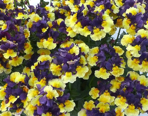 Scented nemesia rhubarb and - rhubarb,