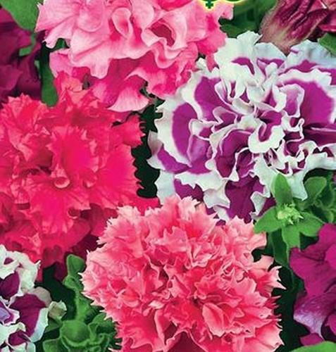 Petunia seeds size double - xl,