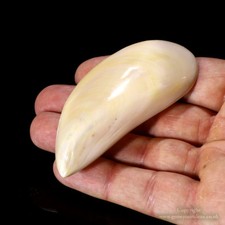Pearl Tahong Mussel Polished