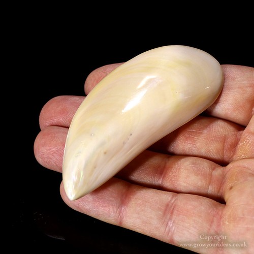 Pearl tahong mussel - tahong,