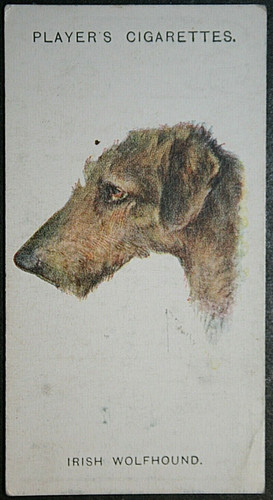 Irish wolfhound vintage 1929 - vintage,
