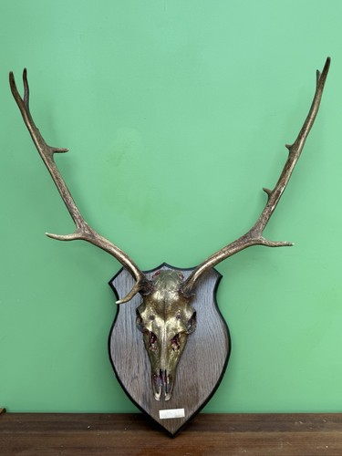 Large real deer skull - skull, &
