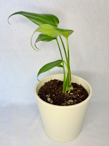 Monstera burle marx flame - monstera,