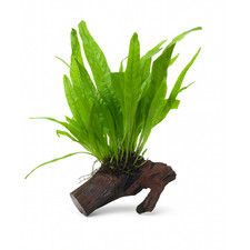 Microsorum Pteropus (Java