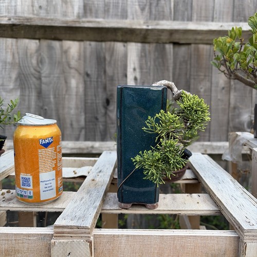 Itoigawa juniper bonsai - bonsai, tree