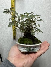 Miniature Chinese Rose (Thumb