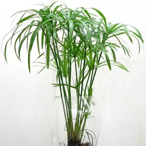 Water plant bamboo fan - bamboo,