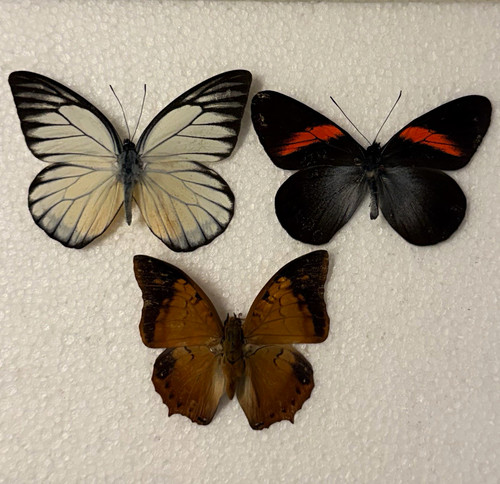 Entomology butterfly specimen - butterfly,