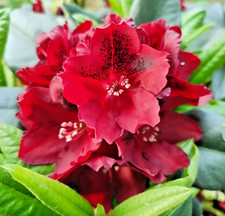 Rhododendron Edith Hachmann -