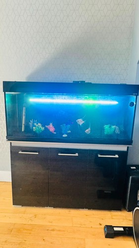 Aquarium fish tank - fish,