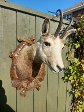 Taxidermy Vintage  Alpine