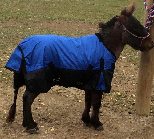 Miniature horse waterproof - miniature,