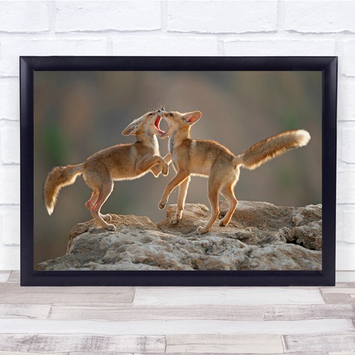 Tango animals play fight - animals,