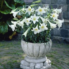 White Lily Carpino, 10 x Bulbs