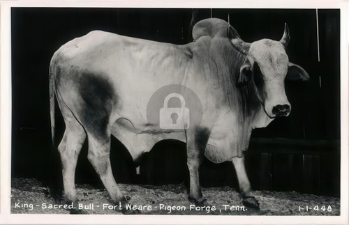 King sacred bull - king-sacred, bull-fort