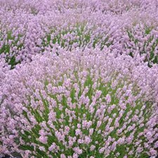 Pink Lavender - Lavandula