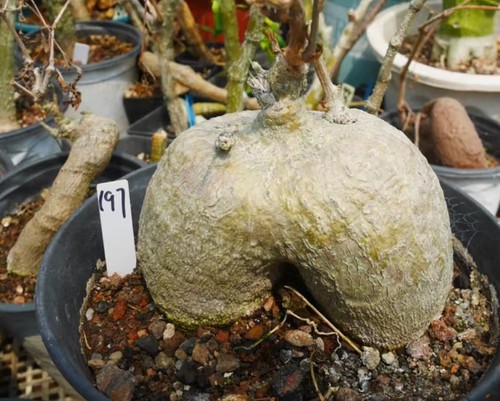 Rare cacti plant adenia - cacti, sp