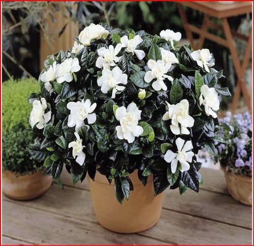 Gardenia jasminoides hardy - gardenia,