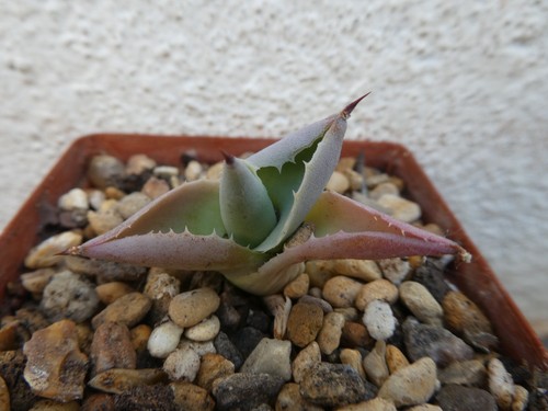 Agave potatorum verschaffelti - agave,