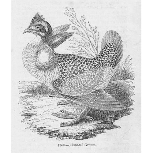 Birds pinnated grouse - birds,