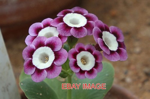 Photo primula auricula - , ian