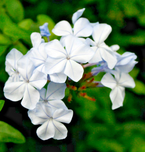 400x phlox drummondii alba - 400x,