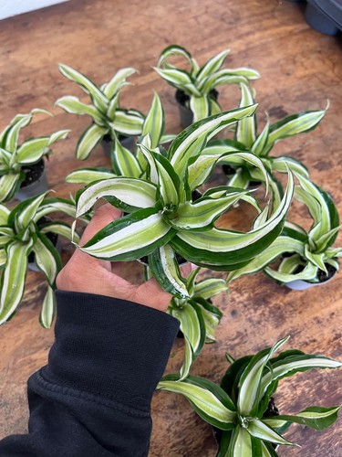 Dracaena fragrans