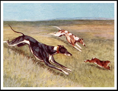 Greyhound coursing dogs dog - greyhound,