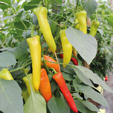 Chilli Pepper - Hungarian Hot Wax - 15 Seeds