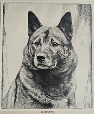 Norwegian ELKHOUND - Print after Malcolm Nicholson