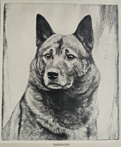 Norwegian elkhound print - elkhound,