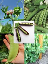 HEIRLOOM PEA COLLECTION 5