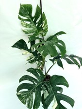 Monstera Albo Variegata EXACT