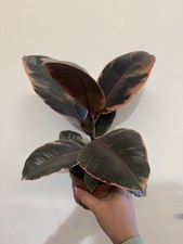 Ficus Elastica - Rubber Tree