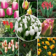 English Garden Flowers Mixed