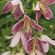 Clematis Hardy Shrub Flower Garden Plant 'Advent Bells' 1 or 2 x 7cm Pot T&M