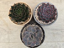 Cactus Top Dressing (Decorative Gravel) - Option of 3 Styles - 800g