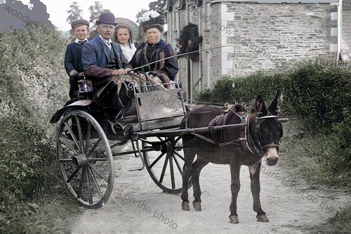 Col0922 donkey cart print - donkey,