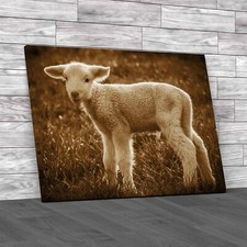 A White Suffolk Lamb Sheep Sepia Canvas Print Large Picture Wall Art